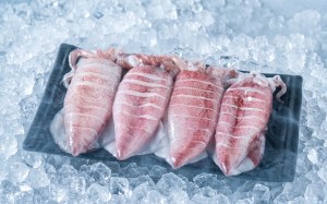 Fresh Squid